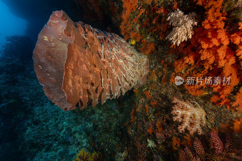 印度尼西亚班达海Batu Kapal的巨型桶状海绵Xestospongia testudinaria